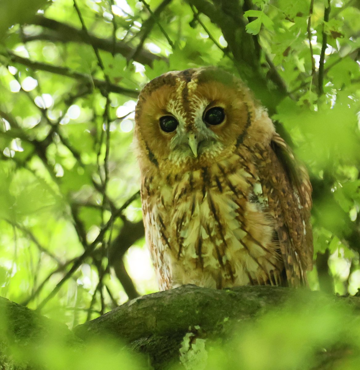 26th August 2024 one of the recently released young Tawny owls