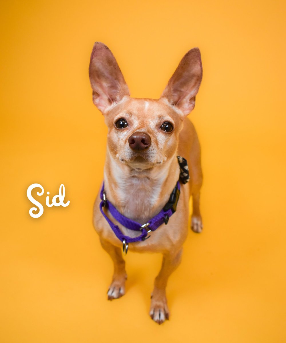 New dogs on the block! 😎

These pups just arrived at Peggy Adams and are now looking for love. First stop: photoshoot! 📸 Next stop: loving homes! 🏡

Think you know your bestie? Which dog are they taking home? 🐶

See all adoption profiles at peggyadams.org/adopt 🧡