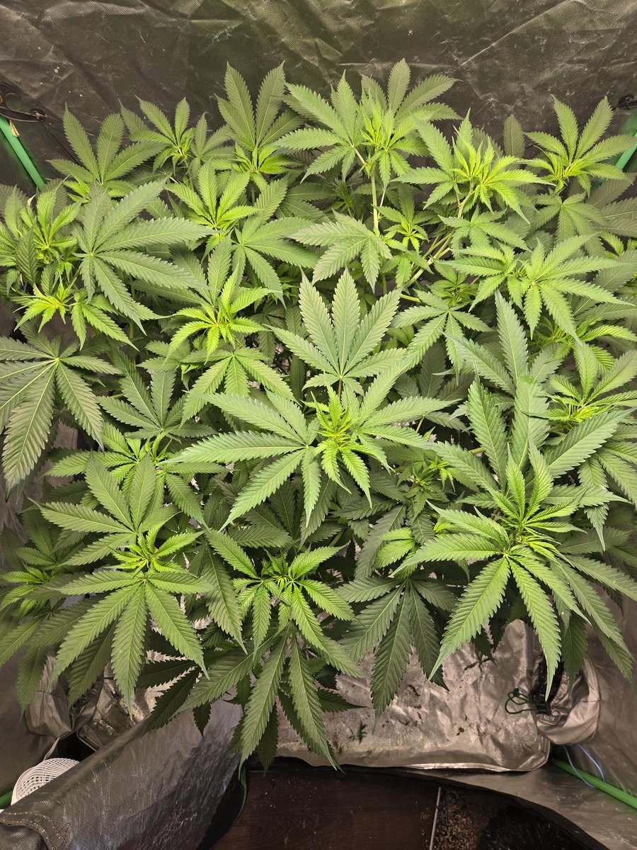Bohnz_'s tweet photo. SOMEWHERE OVER THE RAINBOW, SKUNKS SMELL YOU!
#DWC #DIY #GROWMIES #growyourown #homegrown #craftbud #weedporn #craftbreeder #rainbowskunk @The_Noyes_Boys have the beans!!!!!!!!! https://t.co/yvwZXBLdcS