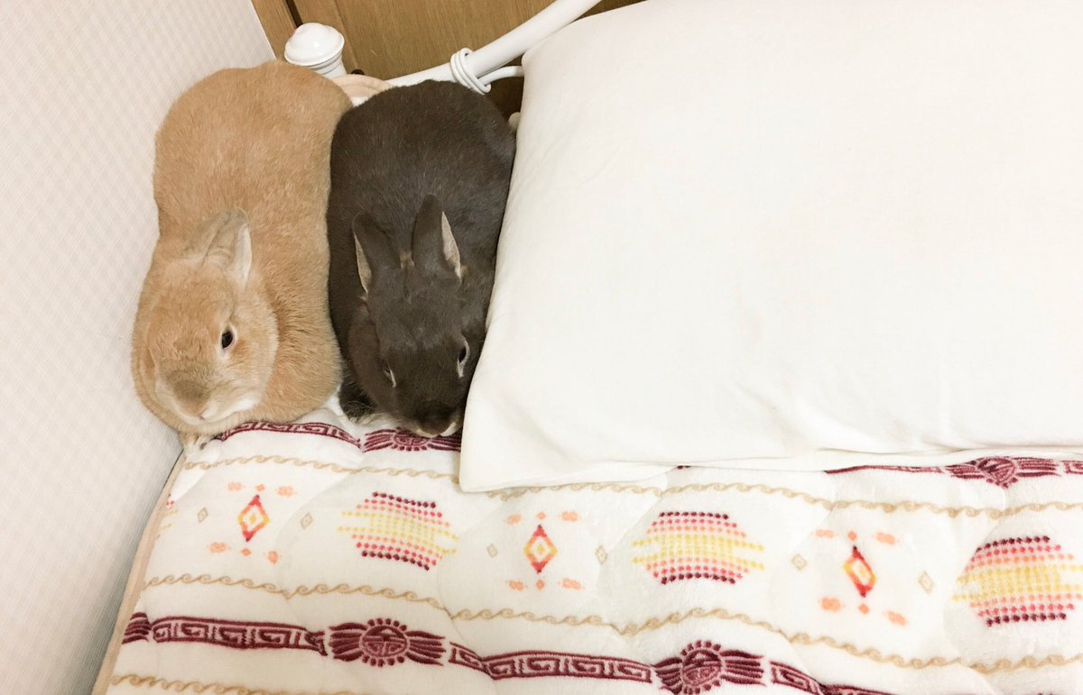 仲良しな2人また見たいなぁ