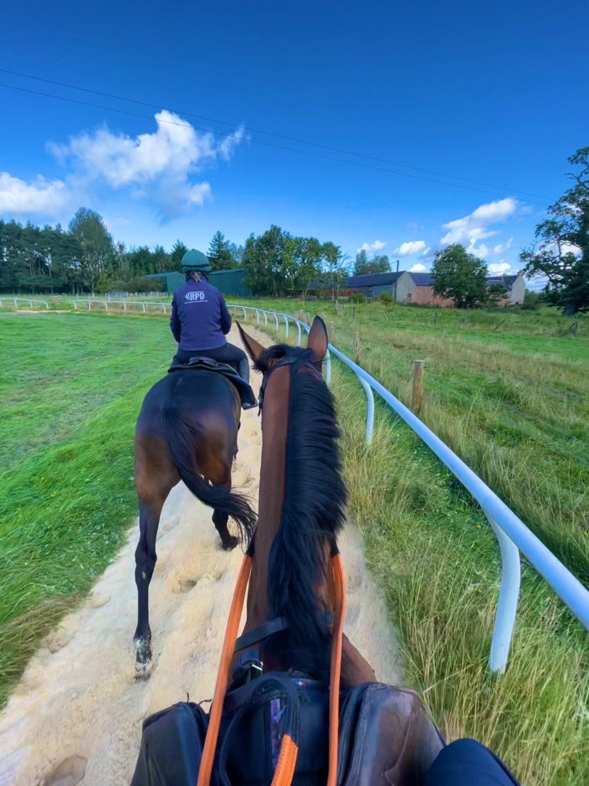 Blue skies and fresh sand! Our sand gallop had a wee refresh to keep it in top condition 🏇