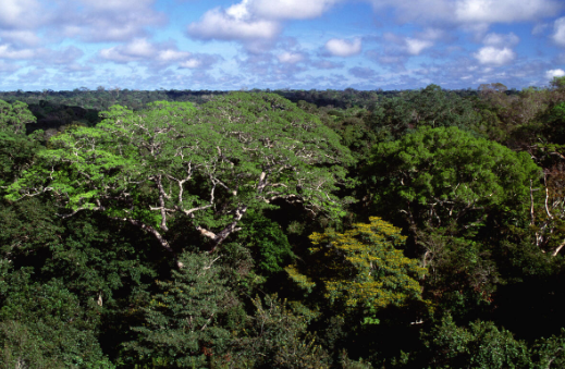 🧵 #DYK that trees 🌲🌳 can store methane from the atmosphere thanks to microorganisms that live in their bark?

New evidence in <a href="/Nature/">nature</a> confirms that trees are one of the heroes in the fight against climate change! #deforestation bit.ly/4dqmMdU (1/4)