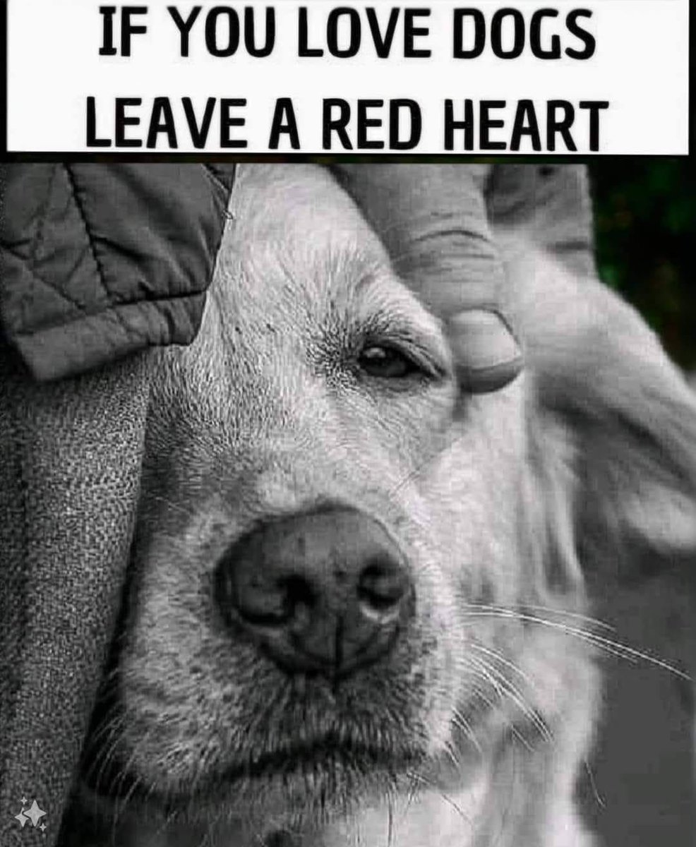 𝕏 Dogs tweet media