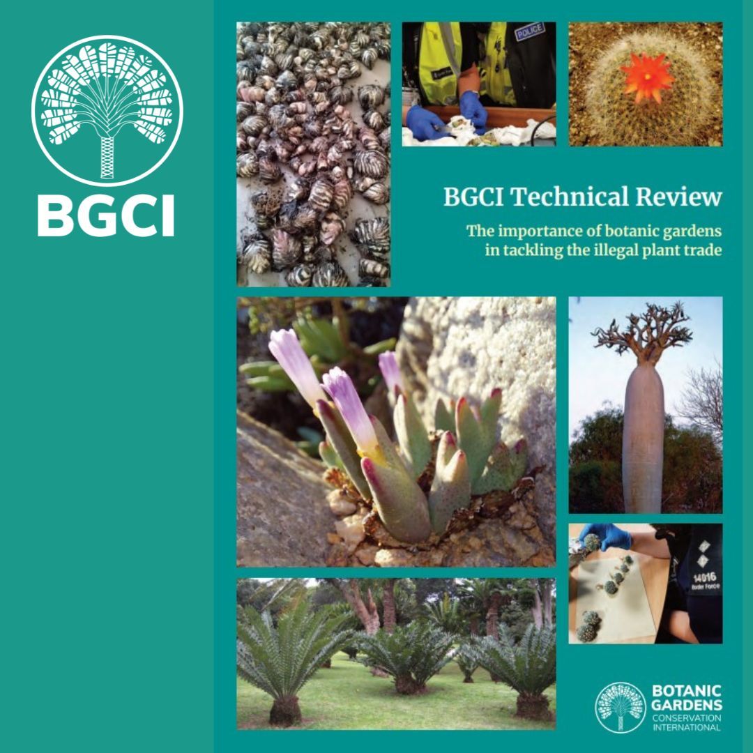 bgci's tweet image. Out today! – The importance of botanic gardens in tackling the #illegalplanttrade. 
Inside the review are results of a survey of 900 members &amp;amp; activities used to tackle illegal plant trade. 
Read 16 case studies &amp;amp; much more now: buff.ly/474G06s  
#ThisPlantWasStolen