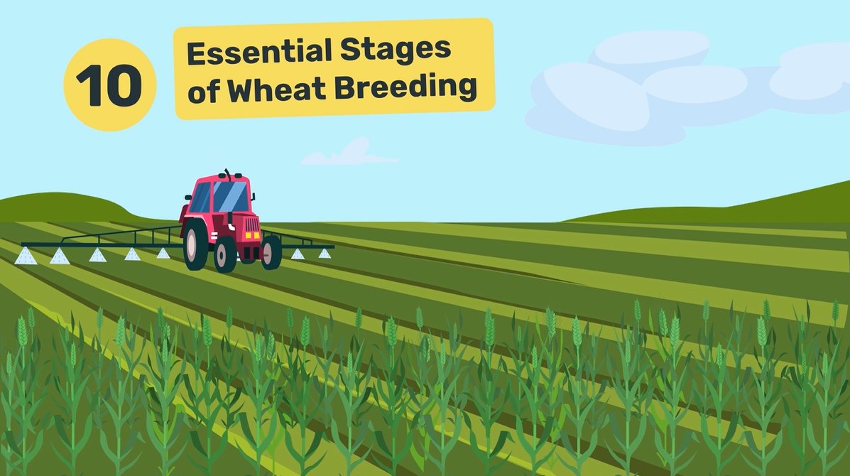 Did you know it can take up to 12 or more years to create a new wheat variety? 

The 10 Essential Stages of Wheat Breeding takes a deep-dive into the meticulous breeding process which helps contribute to the economic success of Saskatchewan farmers.

WATCH
youtube.com/watch?v=Vg_sMQ…