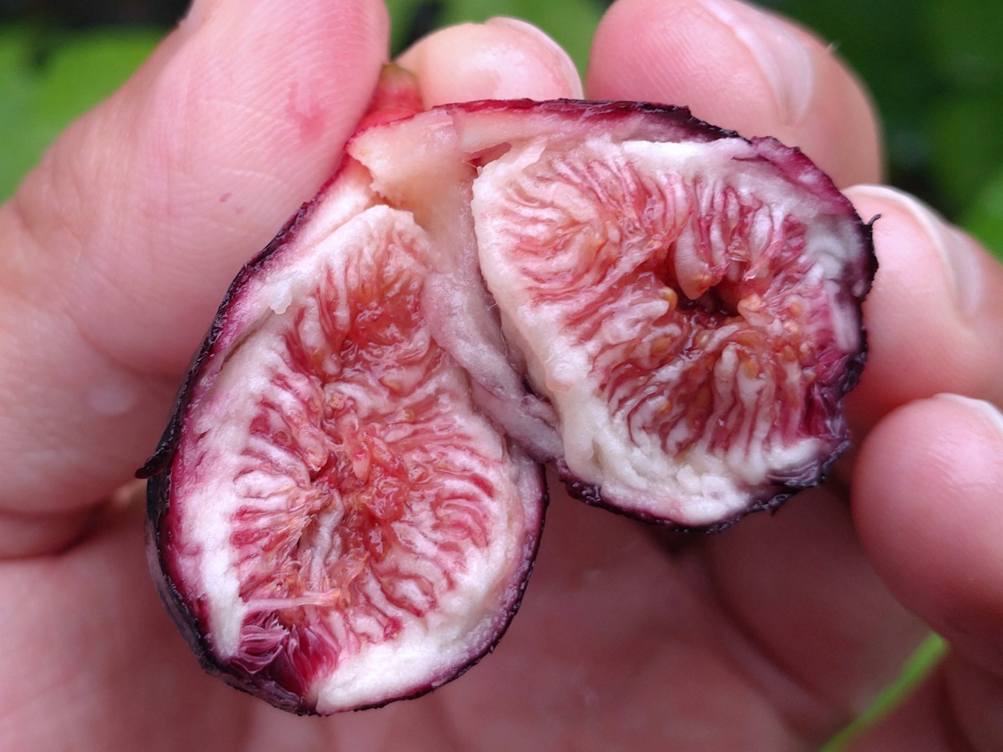 性の表徴 無花果 【公式通販】