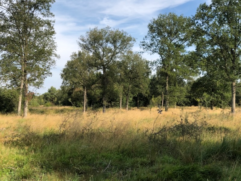 What  does Rockingham Forest mean to you? That's the subject of our competition and we'd love to see what you can create. Be quick though - entries close this weekend!
rockinghamforest.org.uk/competition
<a href="/NeneRiversTrust/">Nene Rivers Trust</a> <a href="/NNorthantsC/">North Northamptonshire Council</a> <a href="/NE_WestAnglia/">Natural England West Anglia Team</a> <a href="/wildlifebcn/">The Wildlife Trust for Beds, Cambs & Northants</a> <a href="/royal_forestry/">RoyalForestrySociety</a> <a href="/SusannahOBC/">Susannah O'Riordan</a>