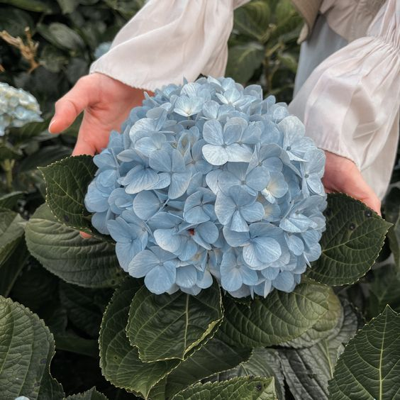 lavieestbelIe's tweet photo. Light blue hydrangeas https://t.co/bqQ5LHSNNZ