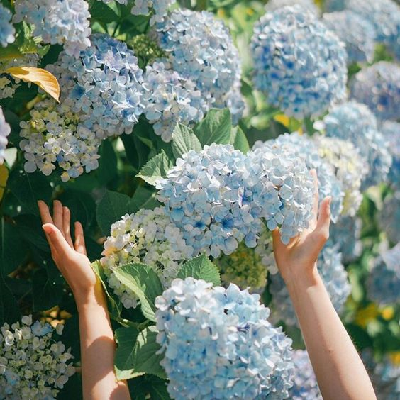 lavieestbelIe's tweet photo. Light blue hydrangeas https://t.co/bqQ5LHSNNZ