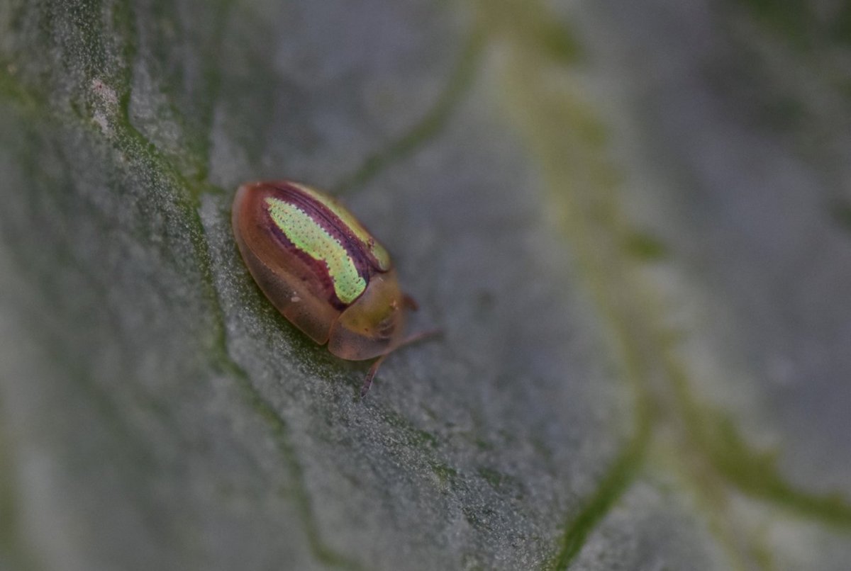 📢 Latest news 📢

During the past 5 years, over 30 insect species have been found in Ireland for the first time. Many of these have been recorded by our fantastic citizen science network.

You can read more about these exciting discoveries here:
biodiversityireland.ie/newly-discover…