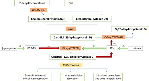Gunnar Henrik Heine (@gunnar_heine) on Twitter photo Comprehensive review by Drs. Yeung, Toussaint & <a href="/Badves/">Sunil Badve</a>
"We do not recommend routine use of vit D supplementation in (...) CKD stages 3–5, although in those with 25(OH)D deficiency there may be some rationale for replacement as benefit may outweigh harm"
academic.oup.com/ckj/article/17… Comprehensive review by Drs. Yeung, Toussaint & <a href="/Badves/">Sunil Badve</a>
"We do not recommend routine use of vit D supplementation in (...) CKD stages 3–5, although in those with 25(OH)D deficiency there may be some rationale for replacement as benefit may outweigh harm"
academic.oup.com/ckj/article/17…