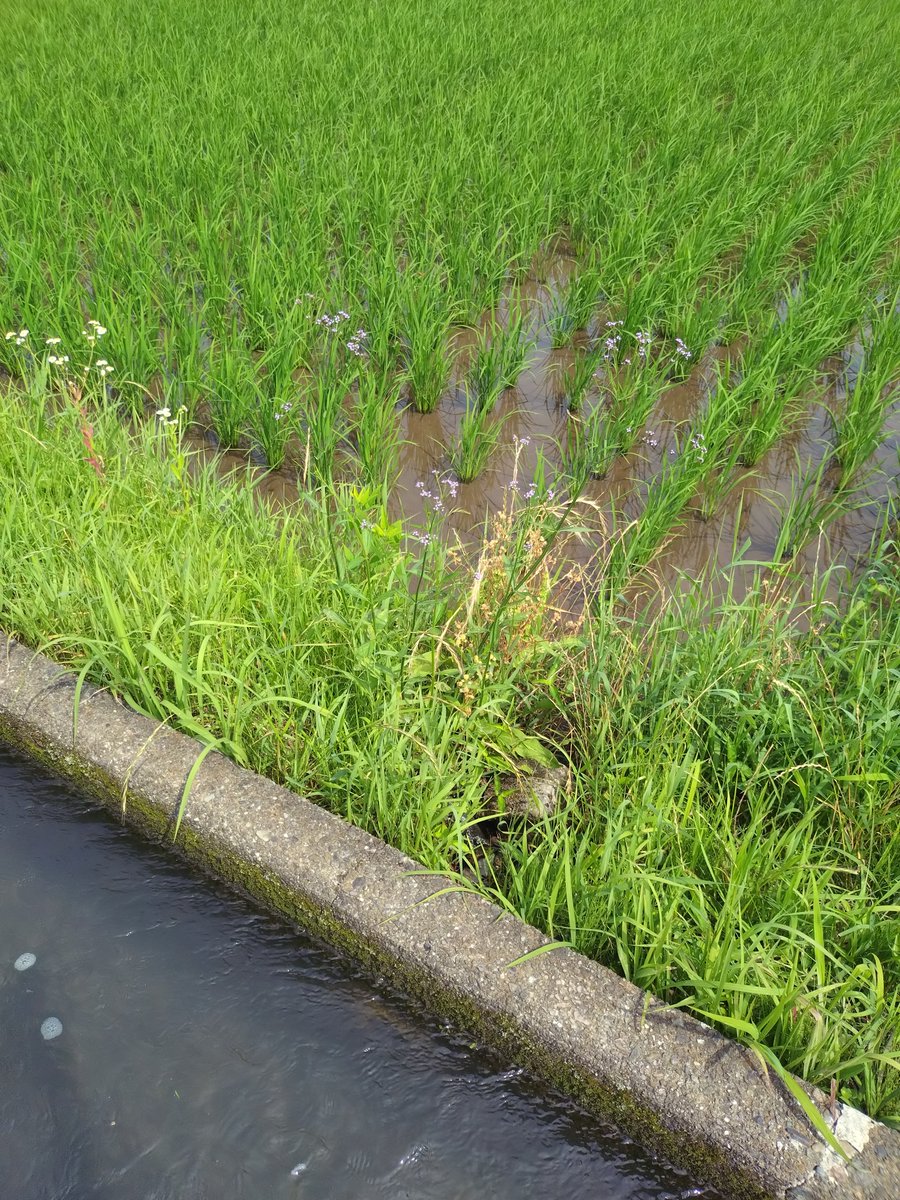 masterflat_mk2's tweet image. 