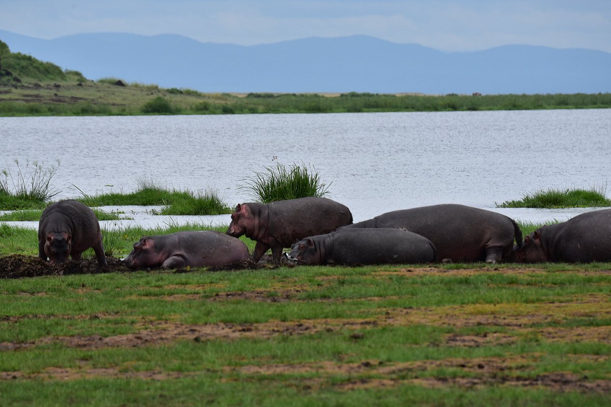 Amboseli National Park is the home of the iconic African elephants. Explore this vast and most beautiful park and enjoy more adventures in the wild with our wildlife safaris.