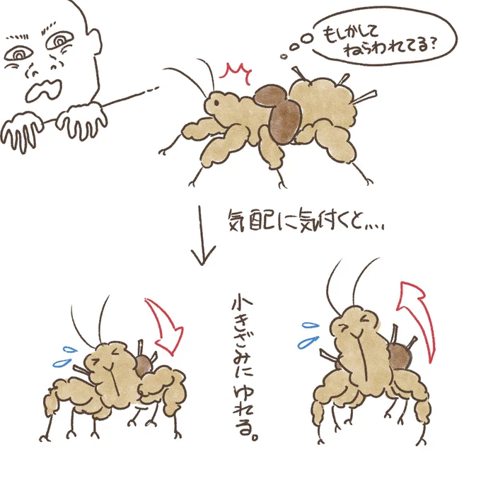このゴミまみれサシガメはこんな動きをする。 