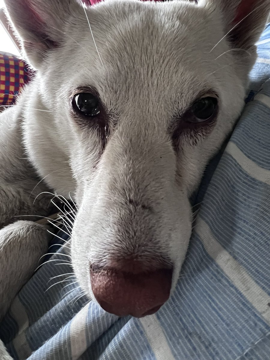 また愛犬のハルが迷子になってしまいました。目撃したら連絡おねがいします🙇  赤い首輪で首輪に名前や連絡先が書いています。雄物川町付近で迷子になりました。 #迷子犬 #迷子犬保護情報 #迷子犬目撃情報 #よこて #雄物川, image size:900x1200