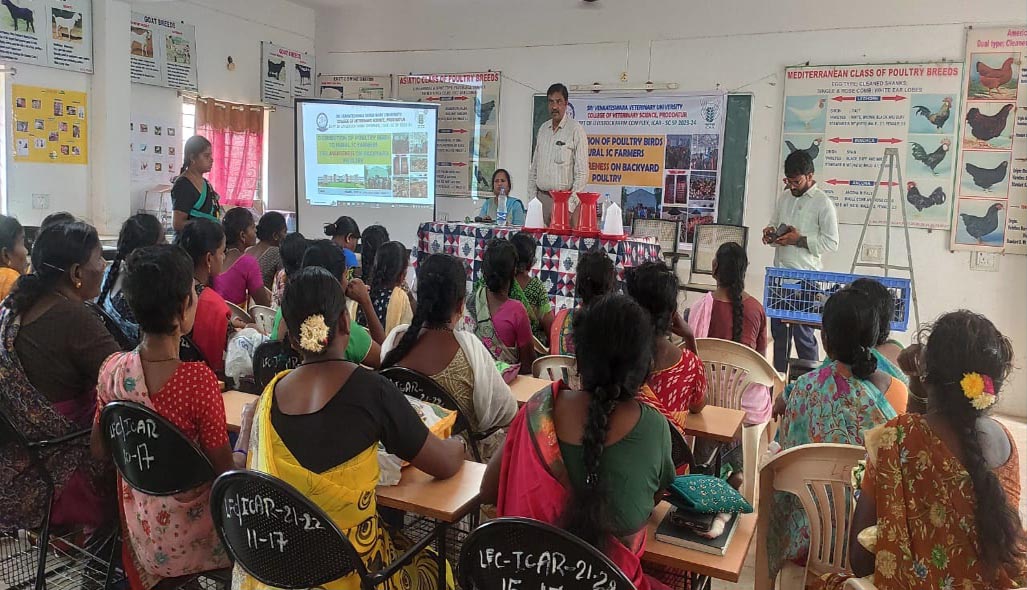 svvetvarsity's tweet photo. Distribution of one month old Assel cross birds distributed to Rural women SC farmers on 29.08.24 as part of awareness on Backyard poultry Farming. Total 500 birds of 4 wk old, to 50 members (10 birds for each beneficiary) were  distributed by the Associate Dean https://t.co/QFyBgJFw7q
