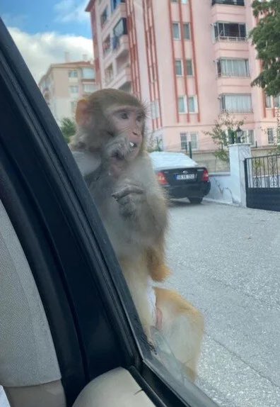 bosunatiklama's tweet photo. Çorum'da bir maymun, işe gitmek için caddeden geçen 19 yaşındaki genç kıza saldırdı.

Kaçan maymun aranıyor. https://t.co/0rw7qY9IhG