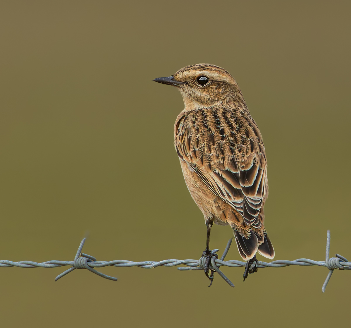 A whinchat in Warsash.