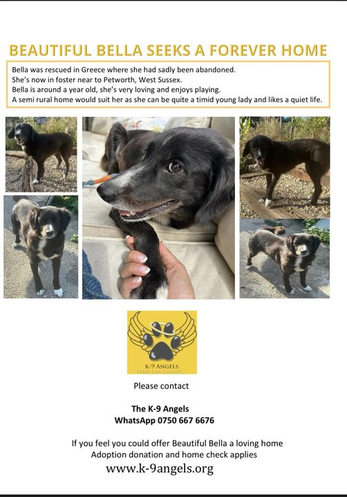 The K-9 Angels tweet media