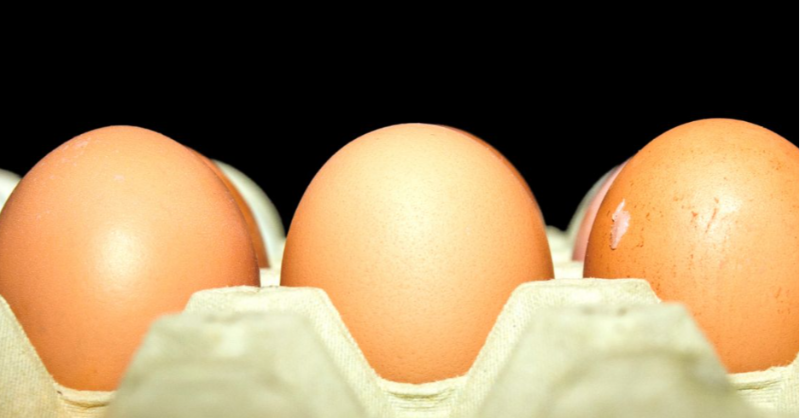 LAV_Italia's tweet photo. Allerta sanitaria in Italia per uova contaminate da salmonella! Animali sempre più ammalati, perché costretti a condizioni di vita misere, sono un grande problema anche per la sicurezza alimentare. L’unica vera soluzione è la transizione verso un'alimentazione 100% vegetale!👇