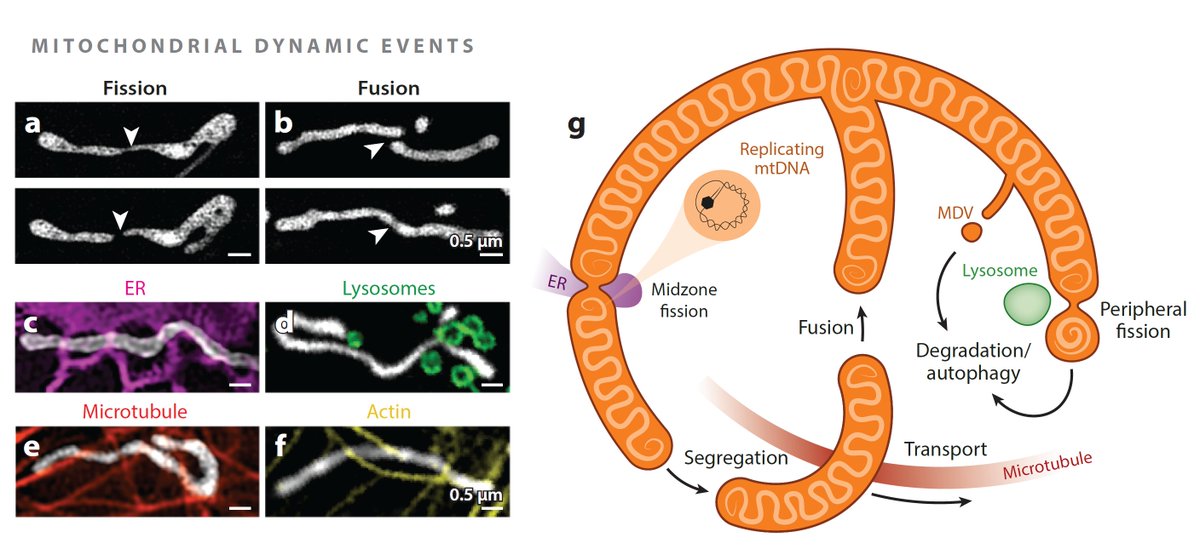 Juan Cruz Landoni (@jclandoni) on Twitter photo 🔬 Curious about #mitochondria #imaging but unsure where to begin? Our review might help! Now on early publication <a href="/AnnualReviews/">Annual Reviews</a>🚀📜
doi.org/10.1146/annure…
<a href="/tatjana_kleele/">Kleele lab</a> <a href="/SulianaManley/">Suliana Manley 🔬🗜🧫</a> <a href="/SteppWilli/">Willi L Stepp</a>
#Quantitative #Microscopy #SuperResolution #CellBiology 🔬 Curious about #mitochondria #imaging but unsure where to begin? Our review might help! Now on early publication <a href="/AnnualReviews/">Annual Reviews</a>🚀📜
doi.org/10.1146/annure…
<a href="/tatjana_kleele/">Kleele lab</a> <a href="/SulianaManley/">Suliana Manley 🔬🗜🧫</a> <a href="/SteppWilli/">Willi L Stepp</a>
#Quantitative #Microscopy #SuperResolution #CellBiology