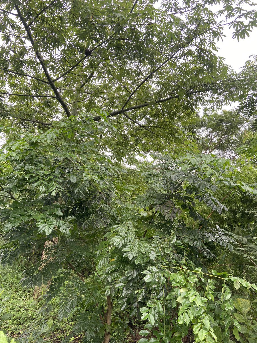 🍀🍀🌳🌳🍀☘️🍁🍂🎋✨✨💥💥

For more than 3 years, scaling intermittent hurdles and smashing target goals, share our pleasure at seeing our planted #trees bear fruit, grow tall and prove resilient.

@IITAForestCenter @NigerianBreweriesPLC #OgunStateMinistryofForestry

#olokomeji