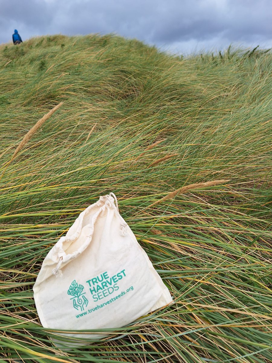 🌱 Over the past few days, we've been teaming up with the incredible folks from the LIFE on Machair project to collect Marram (Ammophila arenaria) seeds. These seeds will play a crucial role in the mission to protect and restore the eroded sand dunes of Galway in 2024. 🎉✨