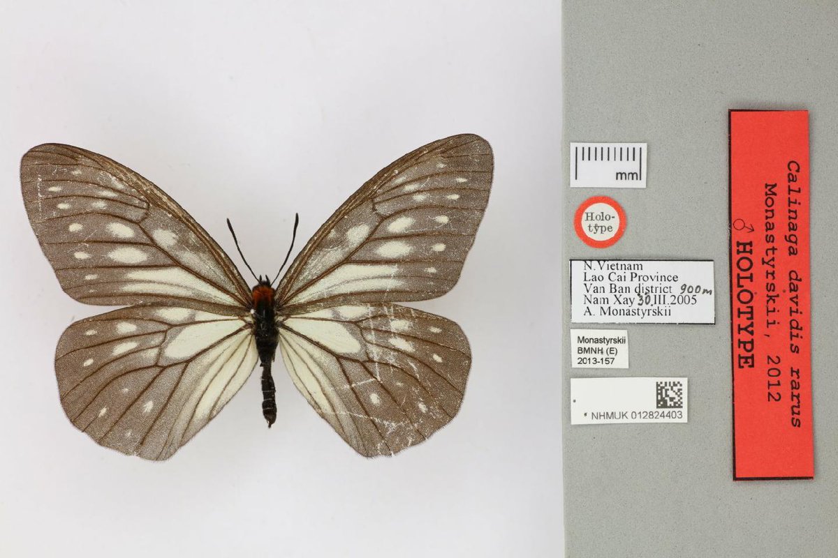 Science at the Natural History Museum (@nhm_science) on Twitter photo DNA from 100-year plus Calinaga butterfly specimens illuminates taxonomy and diversity in a rare group - NHM collections research from <a href="/DrButterflyH/">Blanca Huertas</a> Dick Vane-Wright, Steve Russell, Alberto Zilli doi.org/10.1371/journa… DNA from 100-year plus Calinaga butterfly specimens illuminates taxonomy and diversity in a rare group - NHM collections research from <a href="/DrButterflyH/">Blanca Huertas</a> Dick Vane-Wright, Steve Russell, Alberto Zilli doi.org/10.1371/journa…