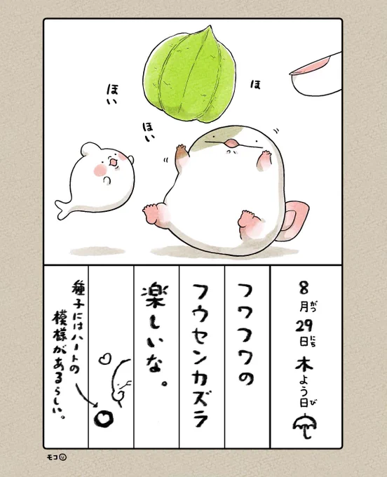 8月29日(木)☂️
ーーーーー
うおマロ、風船遊び?

フワフワの フウセンカズラ 楽しいな。

ーーーーー

#うおマロ絵日記 