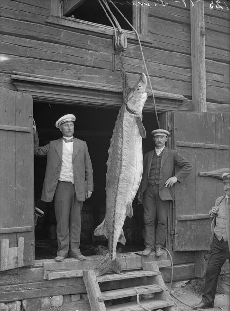 Atlantinsampi on palannut Itämereen – ilmoita havainnoista ! 

Itämeren jätti katosi merestä vuosikymmeniä sitten. Nyt istutukset ovat tuottaneet tulosta ja atlantinsammesta on taas tehty havaintoja. 

Lue lisää:
luke.fi/fi/uutiset/atl…

#Itämeripäivä