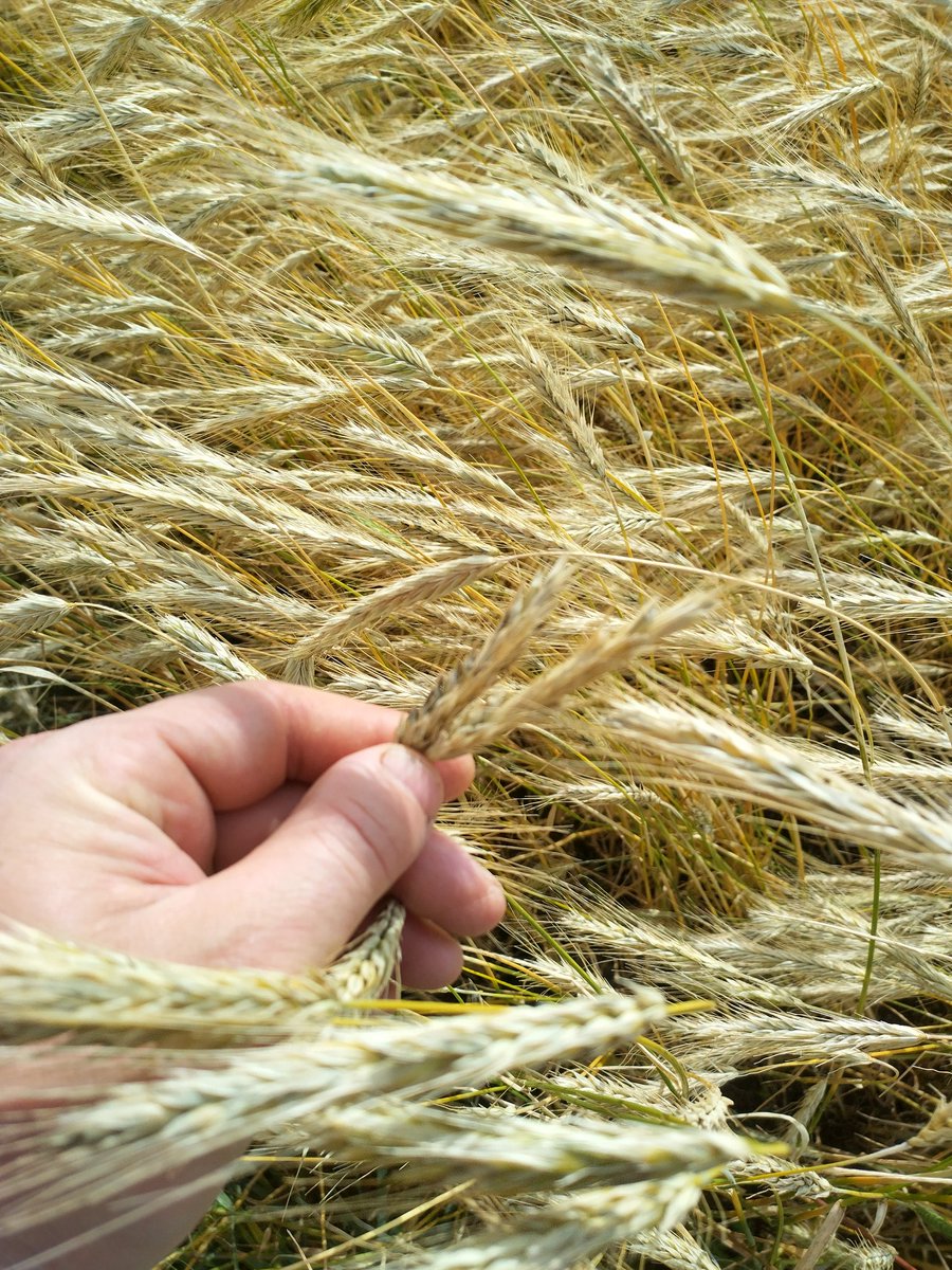 Maurice Deasy (@mauricedeasy) on Twitter photo Aran Island Rye looking good for harvest soon... By hand as it has been sown and harvested for thousands of years in the west of Ireland... A True Landrace?
#heritagegrain #aranislandrye #rye
<a href="/Canvasbeer/">Canvasbrewery</a> Aran Island Rye looking good for harvest soon... By hand as it has been sown and harvested for thousands of years in the west of Ireland... A True Landrace?
#heritagegrain #aranislandrye #rye
<a href="/Canvasbeer/">Canvasbrewery</a>