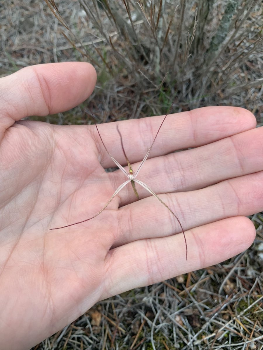 davidgregsmith's tweet image. Firing up the tweets to share a few pics from a recent trip to South Aus.