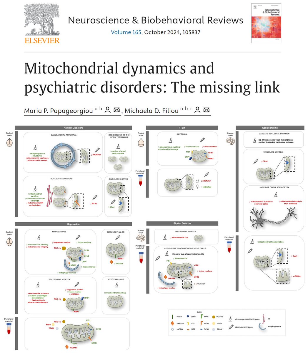 Our review is out in Neuroscience &amp; Biobehavioral Reviews! We discuss the emerging role of mitochondrial dynamics in psychopathologies &amp; outline converging patterns across disorders/phenotypes. 
📍Free access link: authors.elsevier.com/a/1jf--Y3M3i2Ft 
#mitochondria #psychiatry #anxiety