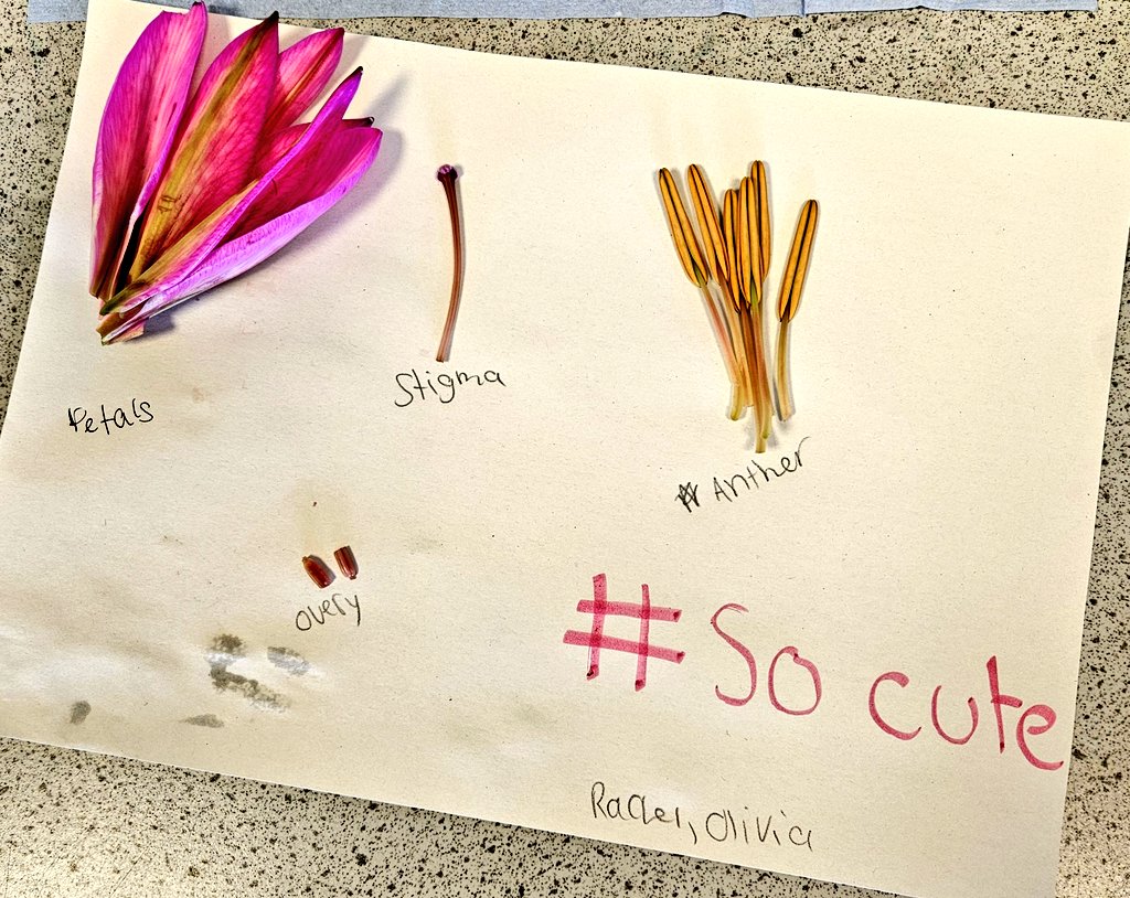 MrCoyle_Bio's tweet image. Some fantastic plant dissections from S3 biologists today as we consolidated our understanding of plant reproduction 🌸🌷🐝
@Springburn_sci