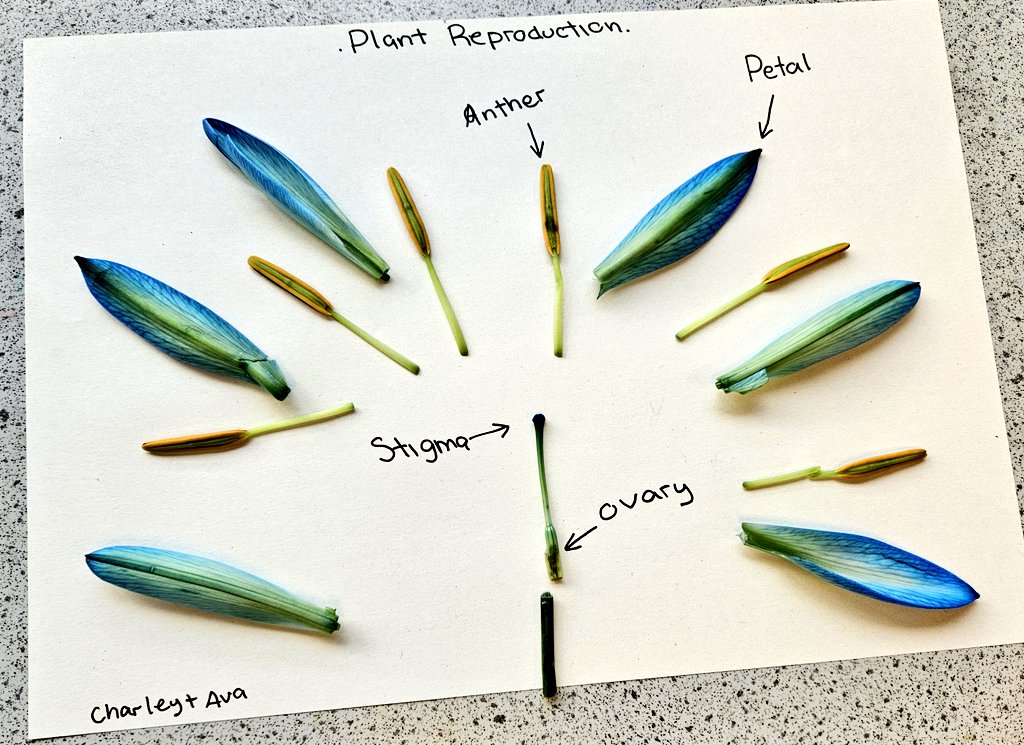 MrCoyle_Bio's tweet image. Some fantastic plant dissections from S3 biologists today as we consolidated our understanding of plant reproduction 🌸🌷🐝
@Springburn_sci