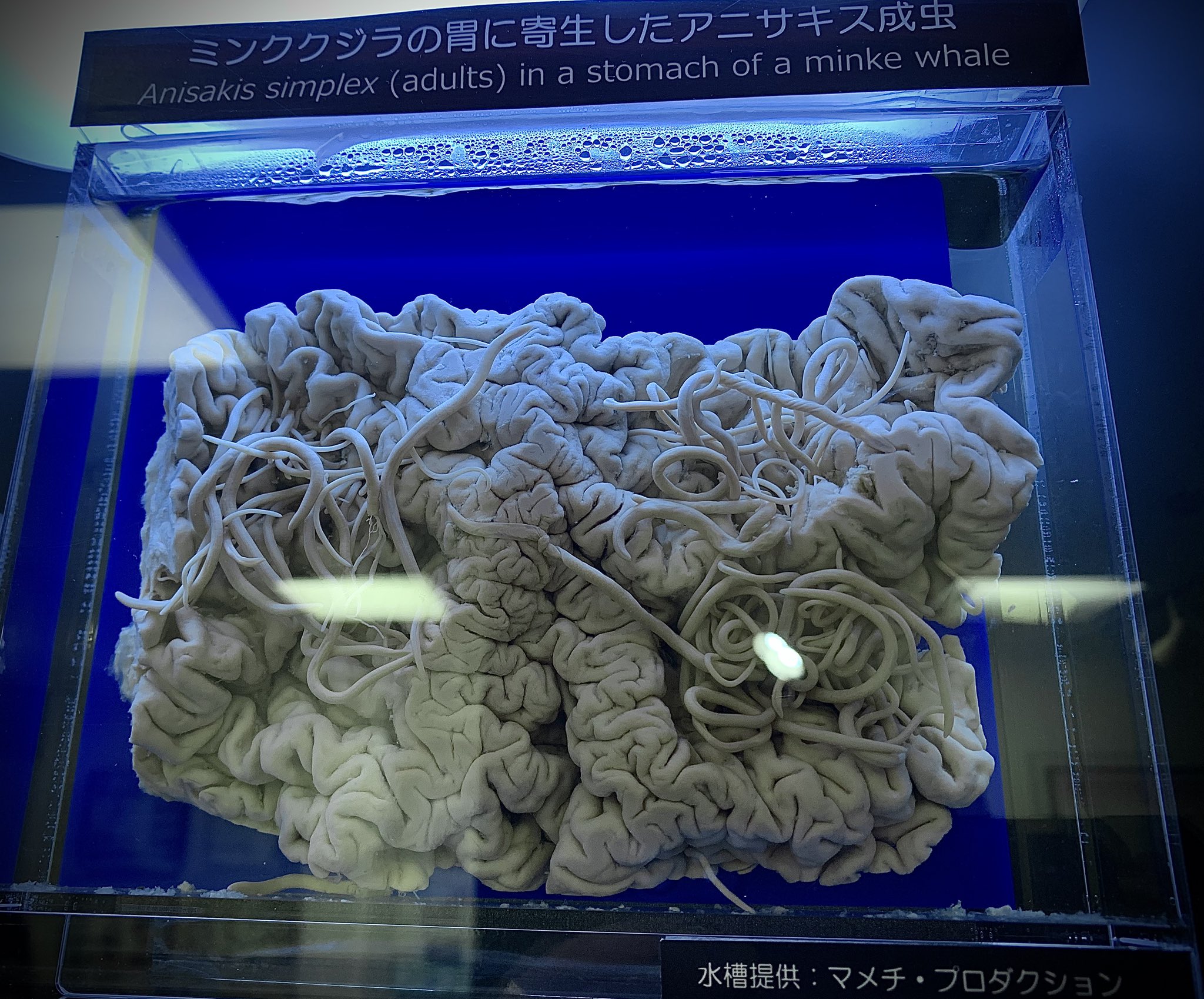 寄生虫 新鮮なホタルイカは美味だが生食は厳禁 寄生虫「旋尾線虫」とは