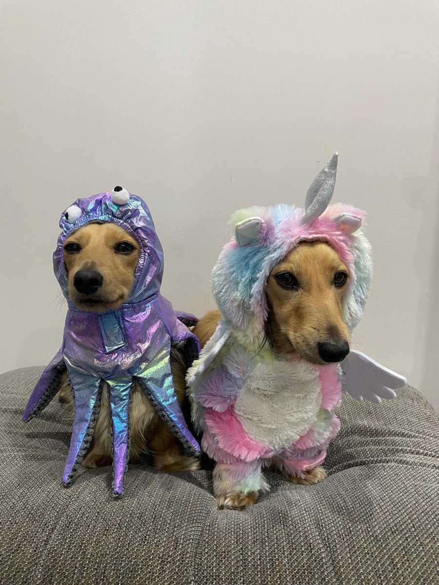 Sausage Inu tweet media