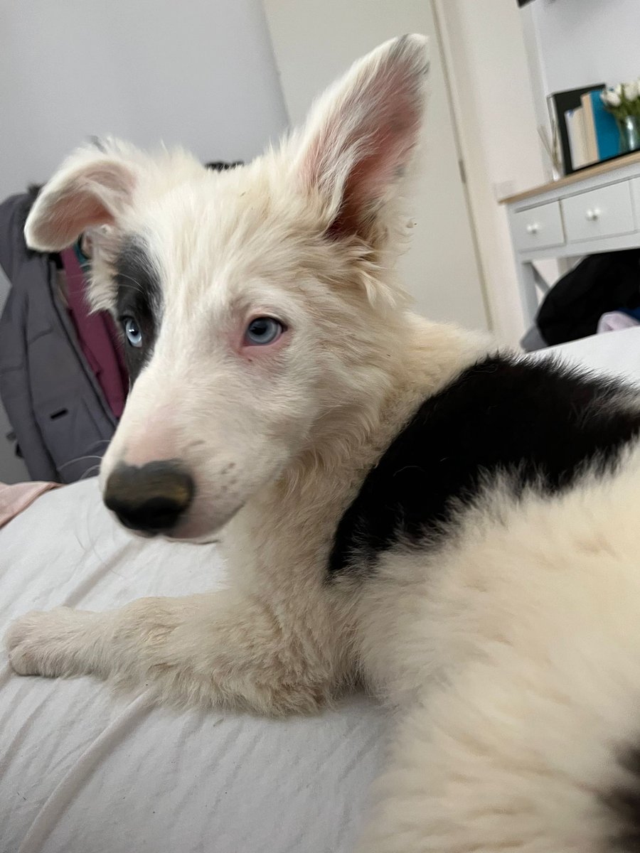 Acaba de llegar a nuestras instalaciones Pow wow, un border collie de preciosos ojos azules y pelo sedoso. Viene de una pareja que ya no le puede tener 😢
