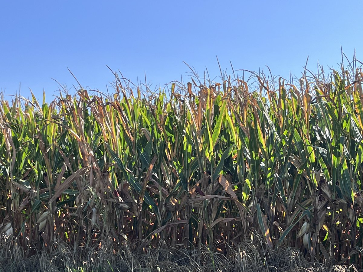 Sam Lashley (@slashman_us) on Twitter photo A lot of talk this week about corn sweat contributing to high surface dew points. For any <a href="/USDA/">Dept. of Agriculture</a> or #agriculture experts, how much contribution, EV0, occurs when corn crop is in late stages like this in late August? #INwx A lot of talk this week about corn sweat contributing to high surface dew points. For any <a href="/USDA/">Dept. of Agriculture</a> or #agriculture experts, how much contribution, EV0, occurs when corn crop is in late stages like this in late August? #INwx