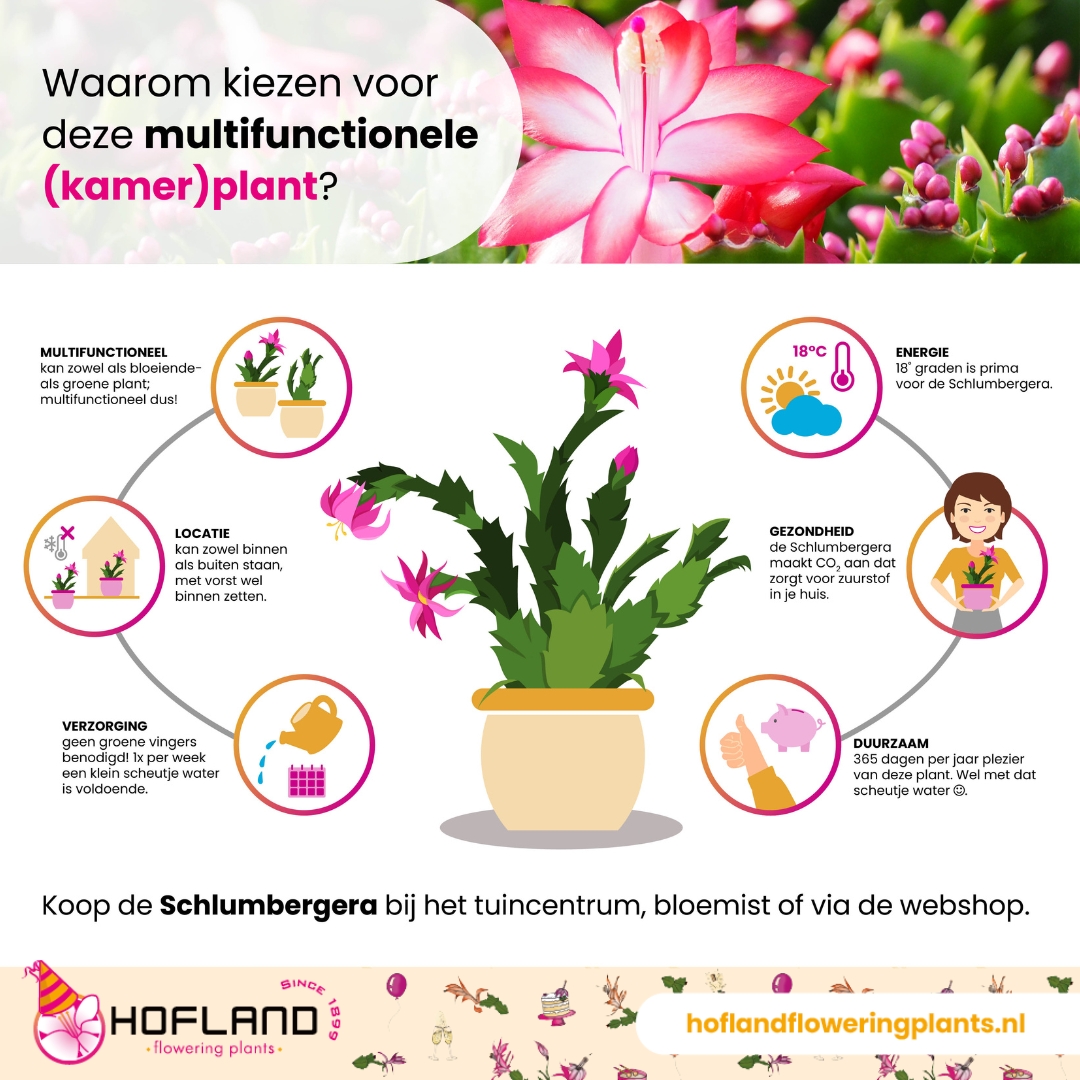 Duurzaam en sterk: na de bloei kan deze plant prima door als groene plant. Als de dagen korter worden gaat ze vanzelf weer bloeien.

#Schlumbergera #HoflandFloweringPlants  #KleurrijkeBloei #DuurzamePlanten #easycare