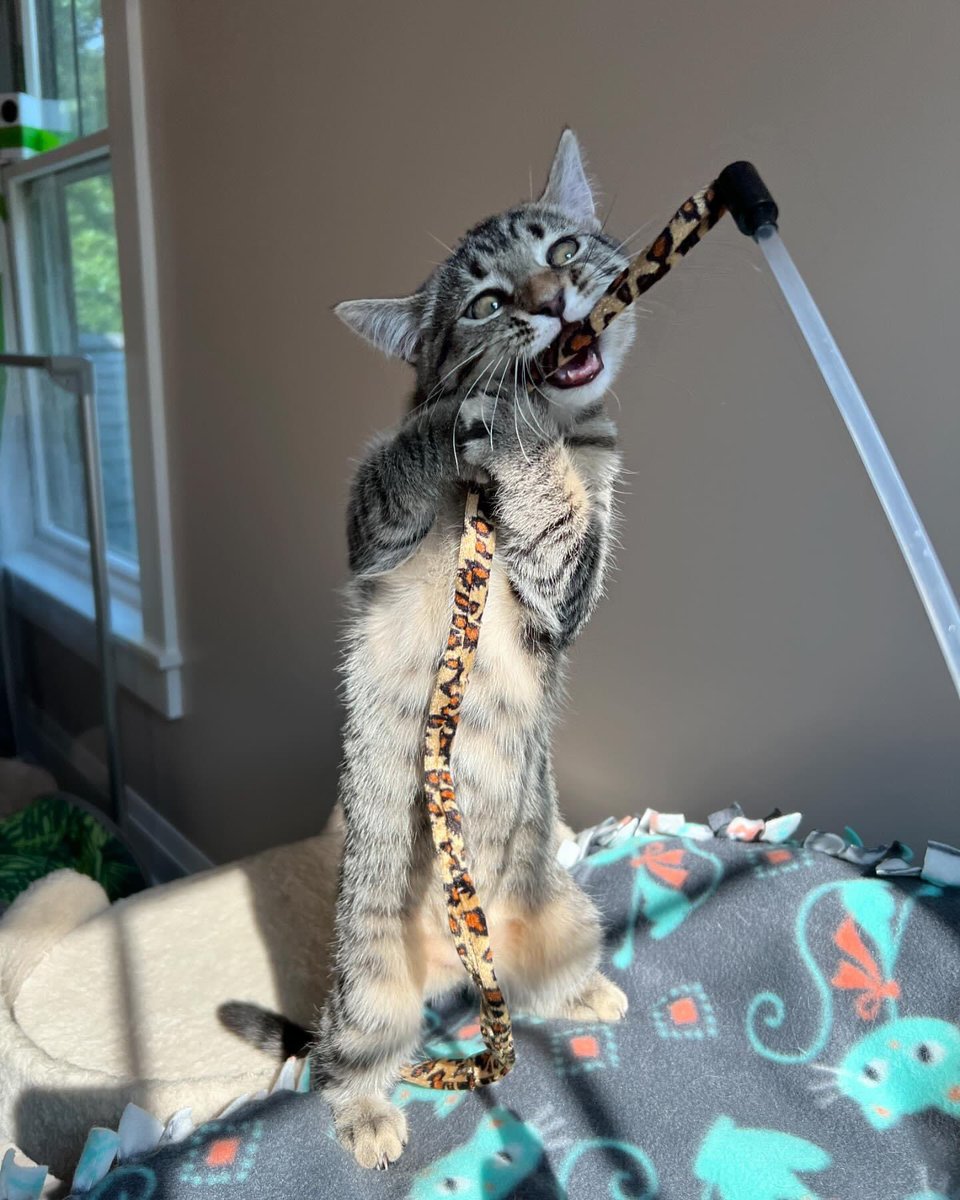 loudouncats's tweet image. Behold…the mighty Briar!

#wildbeast #tinykitten #murdermittens #cuddlebug #briar #adoptdontshop