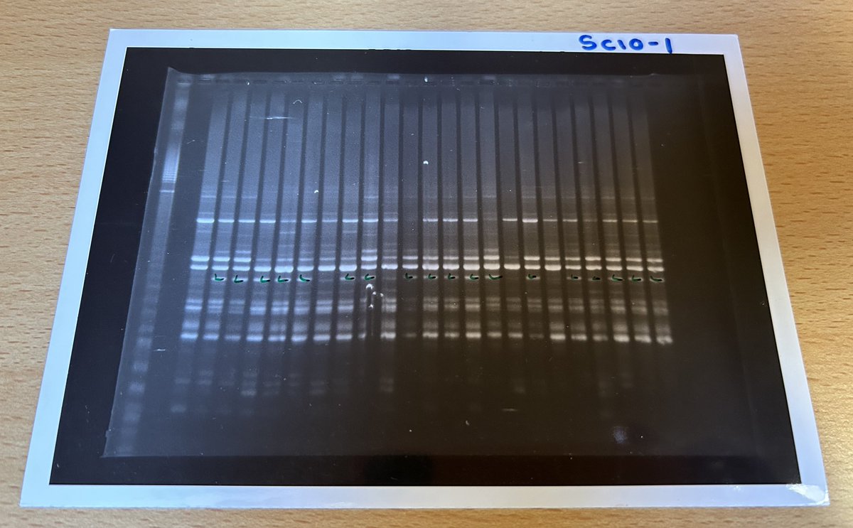 malcolmacaulay's tweet photo. Found a box of classic barley RAPD pictures in the lab clear our in preparation for the @IntBarleyHub move. If you know you know (and wish you didn’t!) #RAPD #genotyping #barley https://t.co/htY54Prl0i