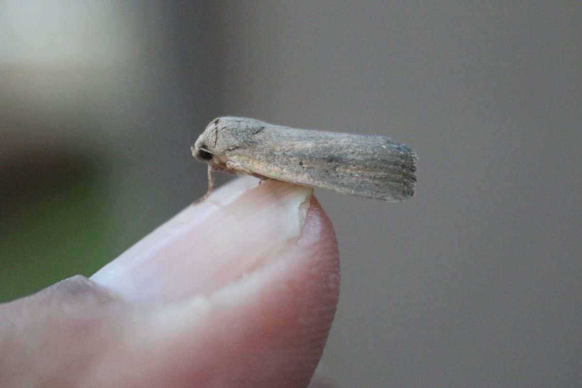 MigrantMothUK's tweet photo. Beautiful Marbled (E. purpurina), 2 Porter's Rustic (A. hospes) and Palpita vitrealis (Olive-tree Pearl), to light at Sidlesham, West Sussex, VC13 on 28/8. P. Alfrey. https://t.co/3H7h7XjHHa