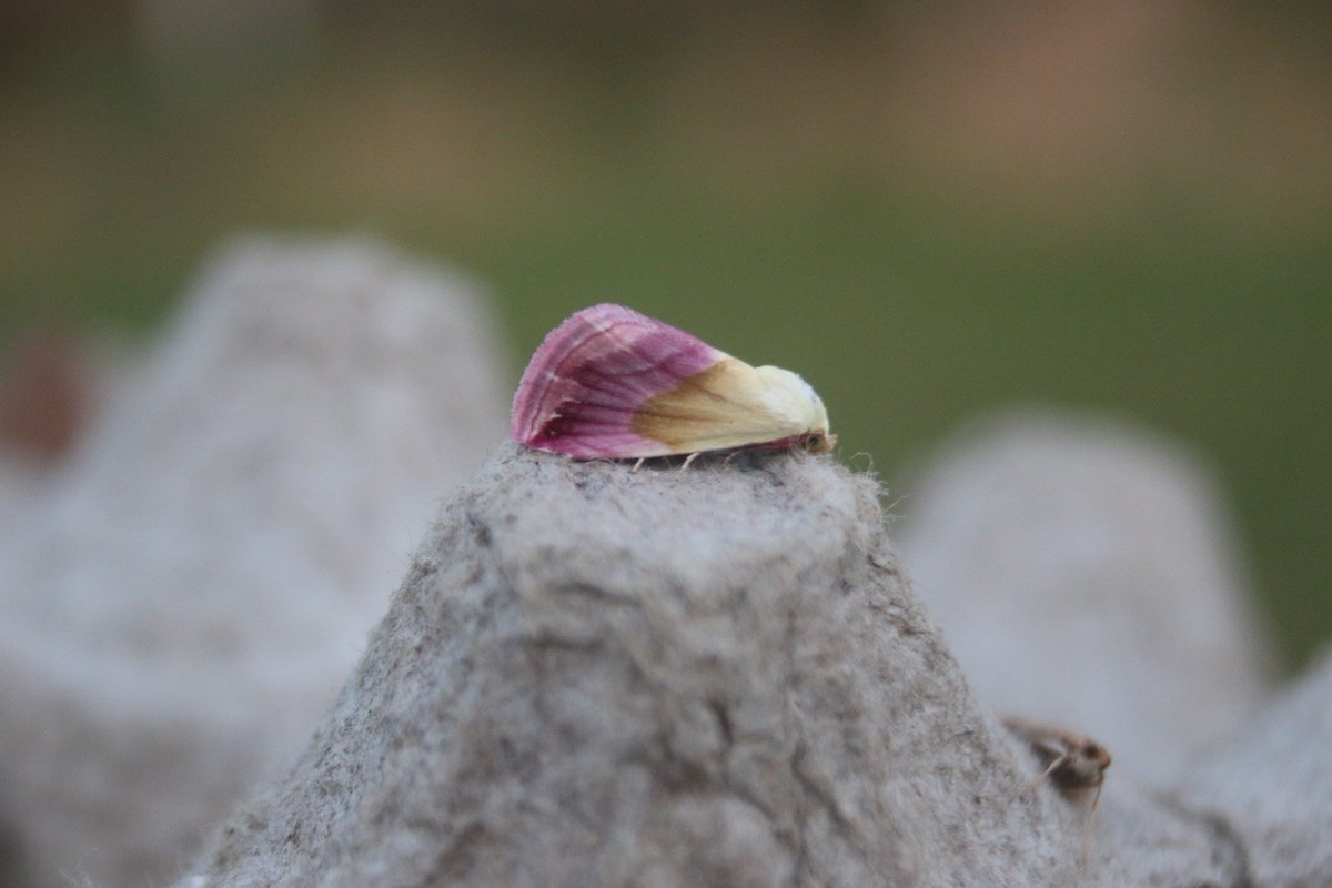 Beautiful Marbled (E. purpurina), 2 Porter's Rustic (A. hospes) and Palpita vitrealis (Olive-tree Pearl), to light at Sidlesham, West Sussex, VC13 on 28/8. P. Alfrey.