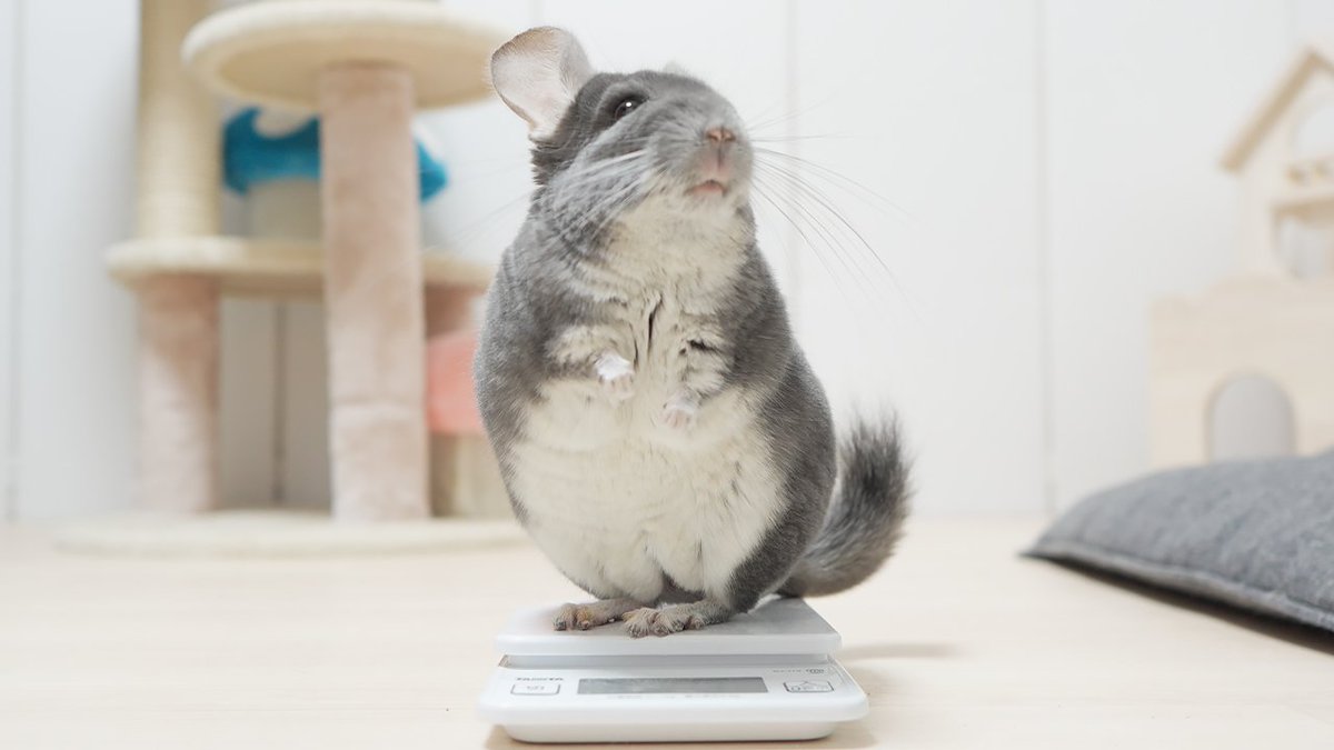 ちー@ちーちゃんねる (@chii7_channel) / Posts / X ちー@ちーちゃんねる (@chii7_channel) / Posts / X