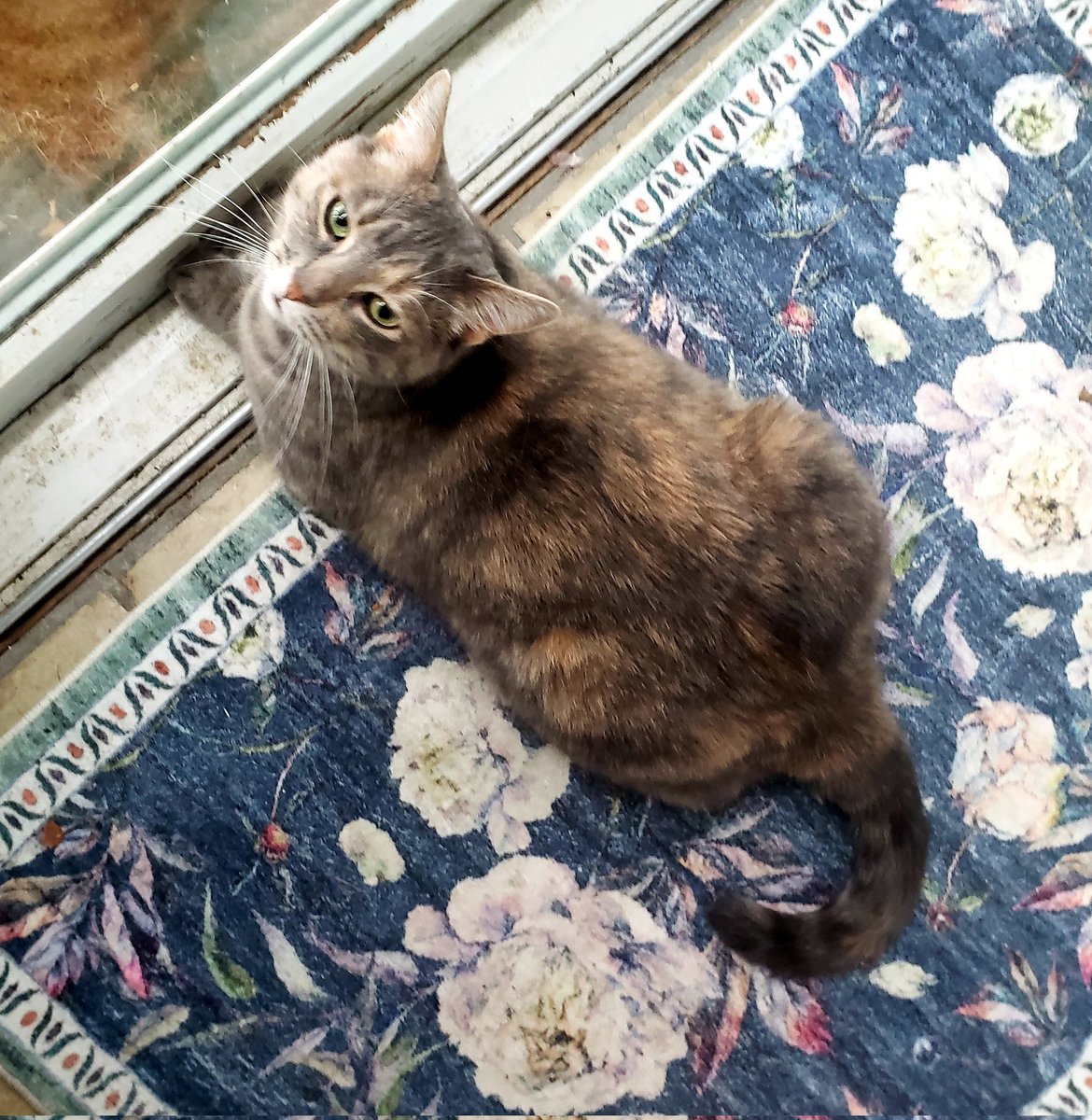 Yes Lucyna 'Lucy' Edgewater is fat. But she came to us as a underweight, sick little stray kitten. Now she enjoys the kittypet life. #WritingCommunity #writerslife #CatsOfTwitter