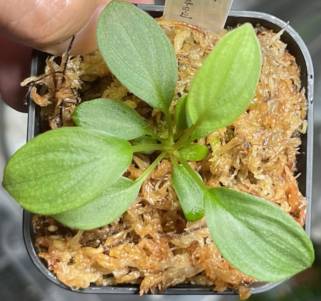 Y.KANETA Aquarium& Plants 🪴🐟 on X: Y.KANETA Aquarium& Plants 🪴🐟 on X: