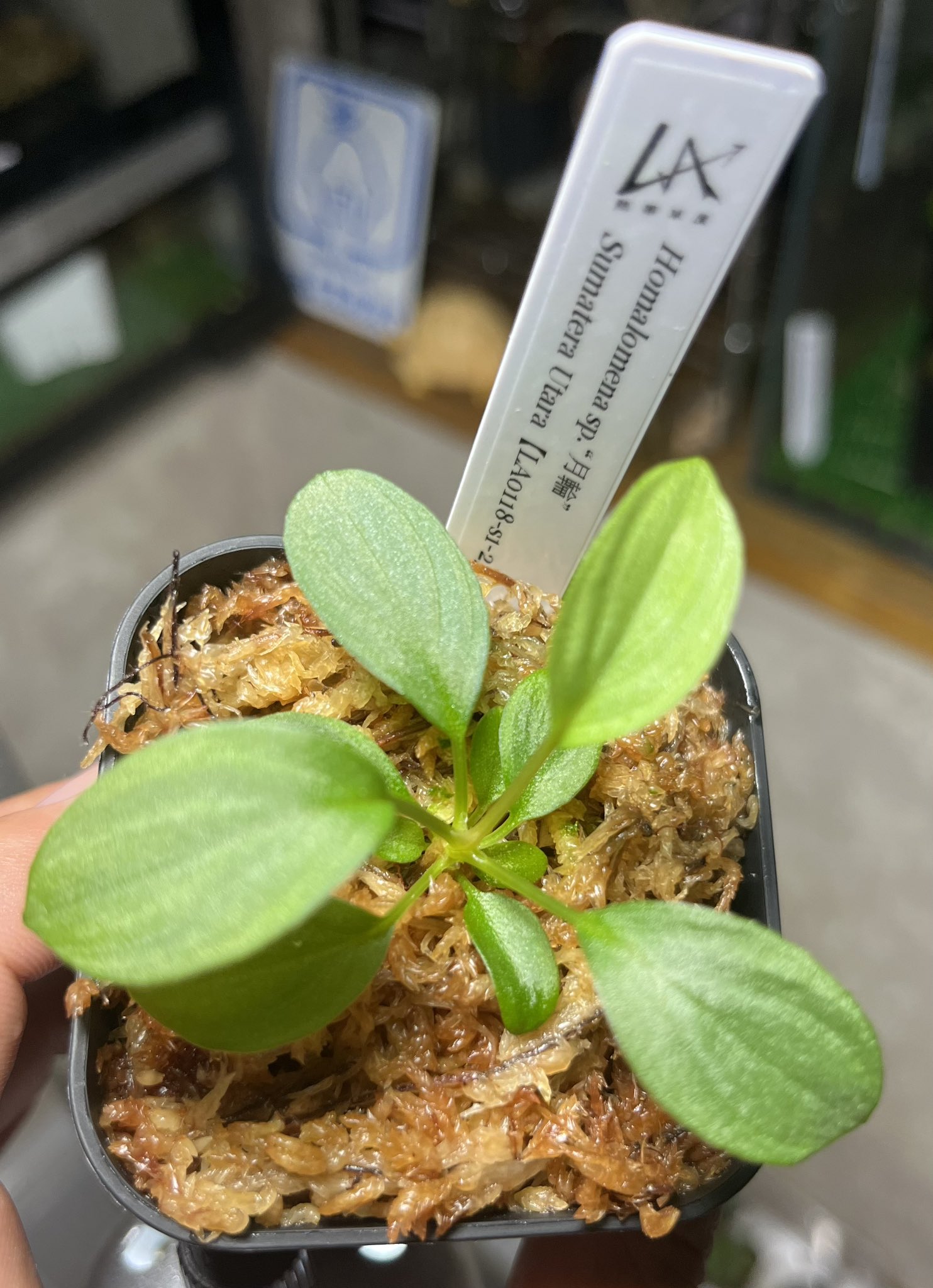 Y.KANETA Aquarium& Plants 🪴🐟 on X: Y.KANETA Aquarium& Plants 🪴🐟 on X: