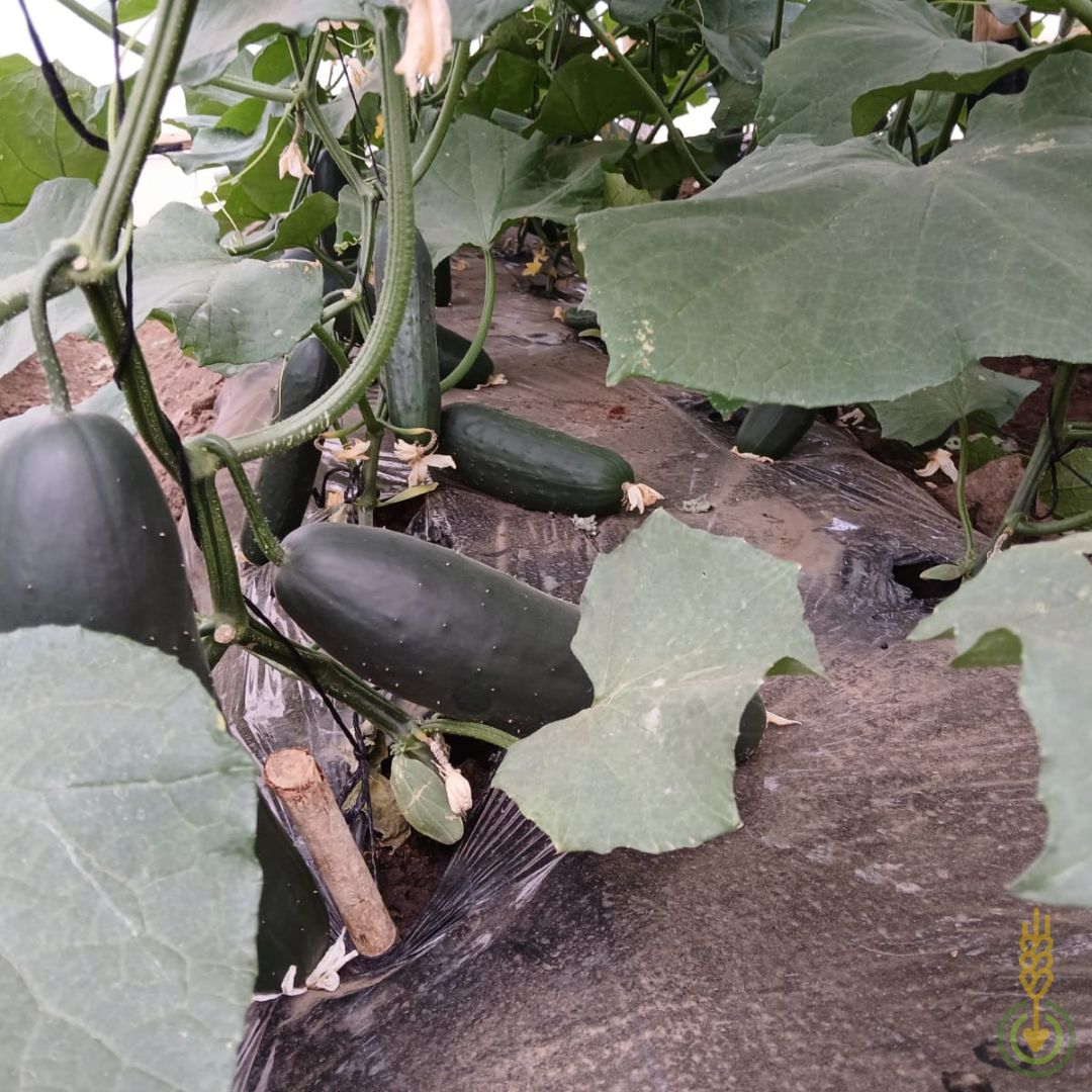 ¡Así avanzan nuestros cultivos en la Escuela de Campo para agricultores en Mgera 🌱! 

Ubicada en una extensión de más de 23 hectáreas, nuestra Escuela de Campo es única en los Altos del Sur de Tanzania, una región con 9 millones de habitantes 🌍✨.