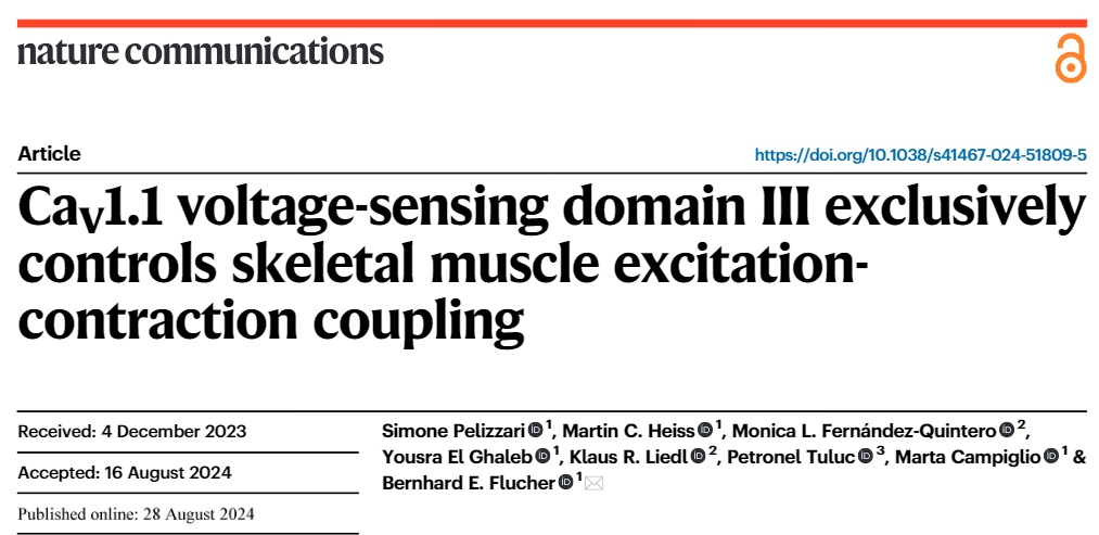 In our latest paper we solve a 30 years old conundrum. We finally demonstrate that the voltage-sensing domain 3 of Cav1.1 channel exclusively controls skeletal muscle excitation-contraction coupling.  Thank you Simone, Bernhard and the CavX network for a great team effort!